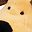 Brown Dog