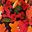 Black Pink Multi