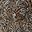 Black Tan Multi