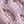 Pink Bliss Lilac