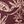 Mahogany Red Paisley
