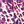 Plum Burst Mixed