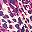 Plum Burst Mixed