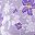 Pale Lilac Floral