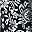 Black Floral Scroll