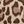 Natural Leopard Skin