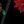 Black Poinsettia