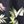 Black Tropical