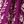 Boysenberry Floral