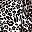 Classic Leopard
