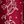 Classic Red Print