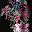 Black Lily