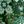 Rich Pine Folk Floral