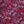 Classic Red Paisley