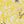 Primrose Yellow Leaf