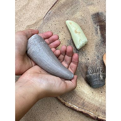 Yellow Door Let's Investigate Prehistoric Teeth Set