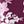 Deep Claret Graphic