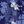 Navy Bloom