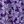 Purple Blossom