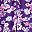 Purple Garden
