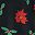 Black Poinsettia