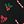 Black Mistletoe
