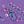Petal Purple Floral