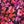 Black Pink Print