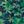 Navy Palm Print