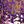 Purple And Gold