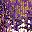 Purple And Gold