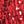 Red Varsity