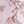 Pink  Floral
