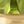 Peridot