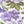 Plum Floral
