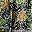 Black Batik