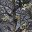 Forest Camo Grey