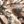 Woods Camo