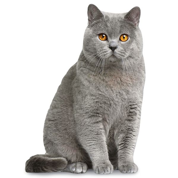 【YOURNUS】British Cat Half Sleeve YOURNUS】British Cat Half Sleeve (YOURNUS/Tシャツ