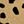 Beige Animal