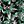 Black Green Leaf Print