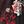 Black Red White Floral