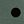 Pine Dot