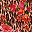Rose Bloom Leopard