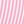 Pink Carnation