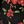 Red Rose Floral