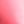 Pink Blossom