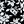 Black Shadow Floral