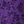 Midnight Violet Daisy