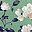 Sage Blossom Vine